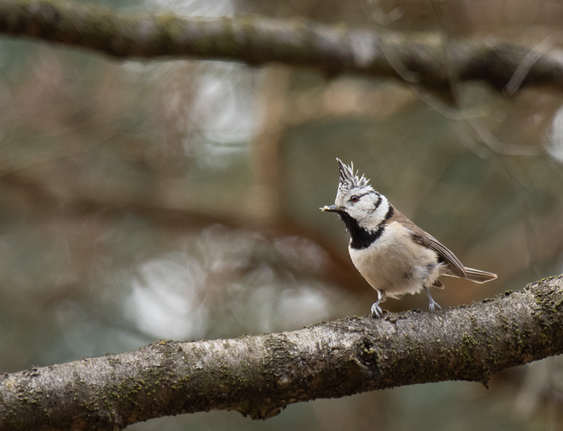 Braakhuizensche heide, kuifmees - 12 april 2021