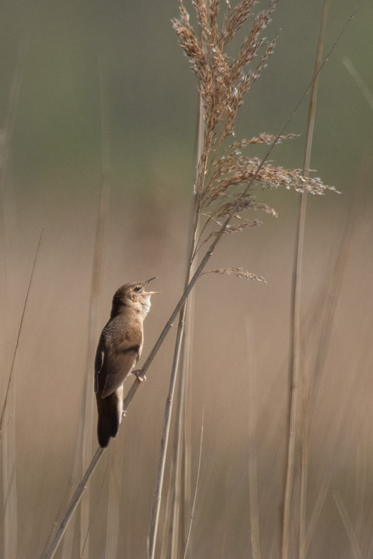 Zoutkamp, snor, vogels - 13 mei 2021