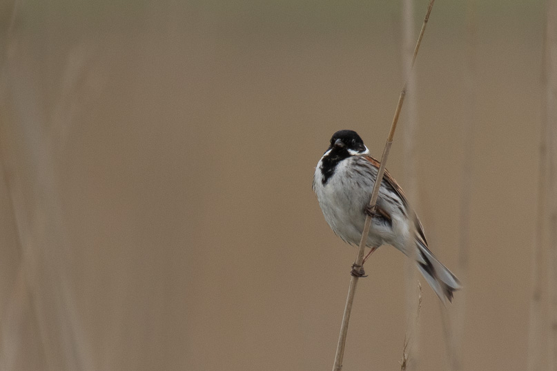 Zoutkamp, rietgors, vogels - 14 mei 2021
