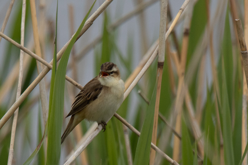 Zoutkamp, rietzanger, vogels - 14 mei 2021