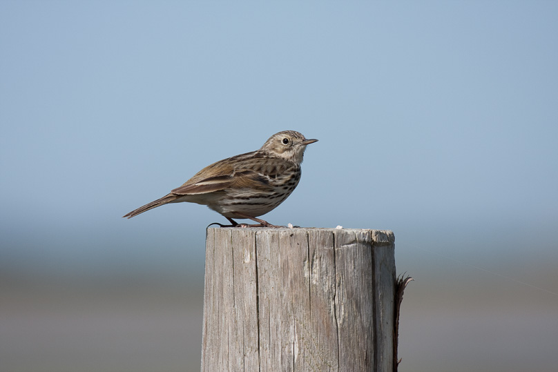 Zeeland, graspieper, vogels - 10 april 2011