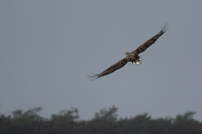 Agger, Denemarken, vogels, zeearend - 13 september 2021