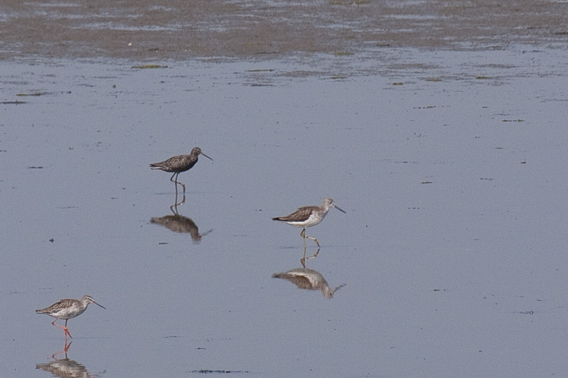 Zeeland, groenpootruiter, vogels, zwarte ruiter - 23 april 2011