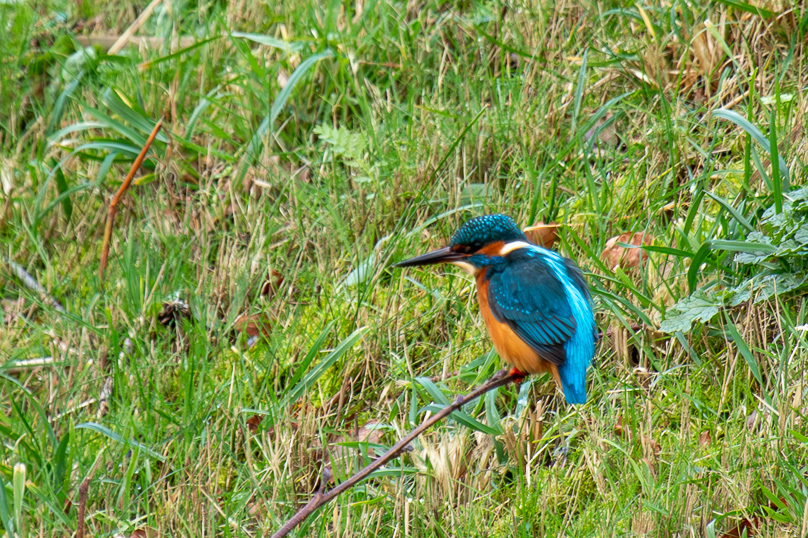 Geldrop, ijsvogel, vogels - 07 januari 2024