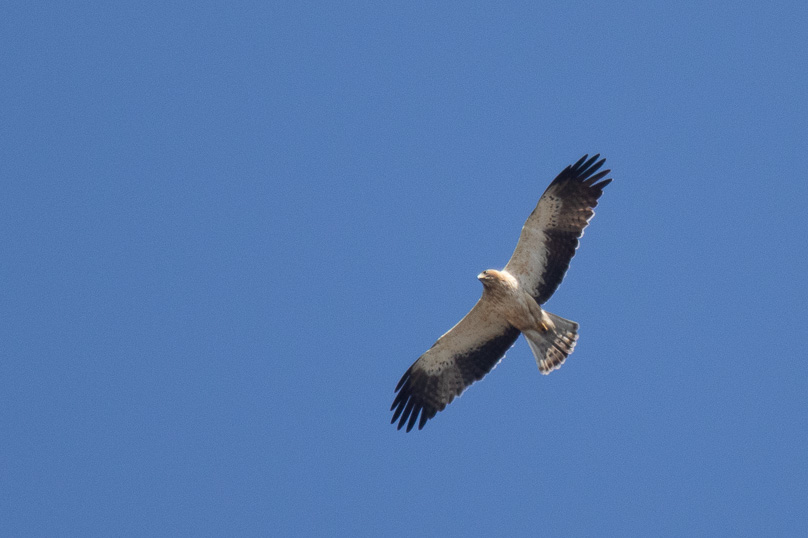 Bidart, Vakantie, dwergarend - 31 augustus 2024