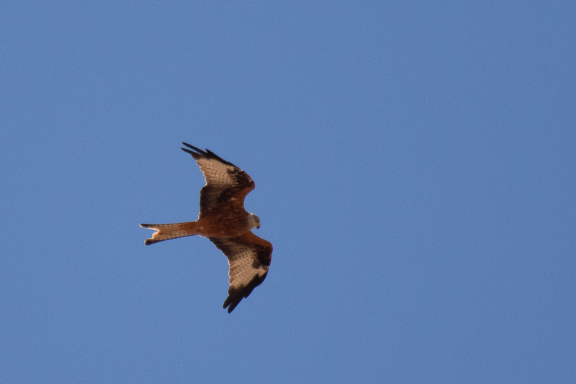 Salamanca, Vakantie, rode wouw, vogels - 18 september 2024