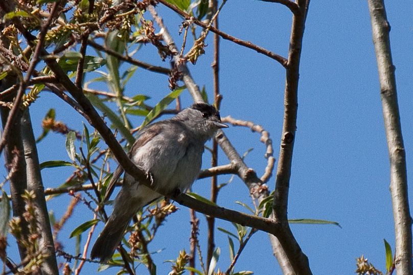 Oostvaarders plassen, vogels, zwartkop - 26 juni 2011