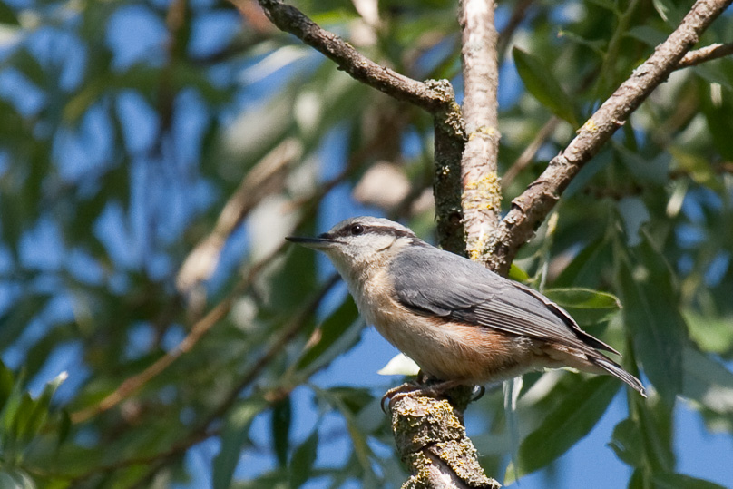 Oostvaarders plassen, boomklever, vogels - 26 juni 2011