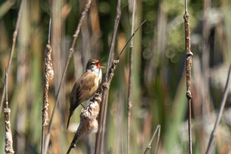 Cáceres, Vakantie, grote karekiet - 23 april 2025
