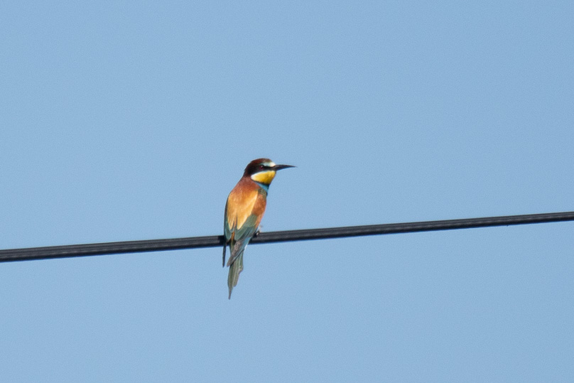 Cáceres, Vakantie, bijeneter - 23 april 2025