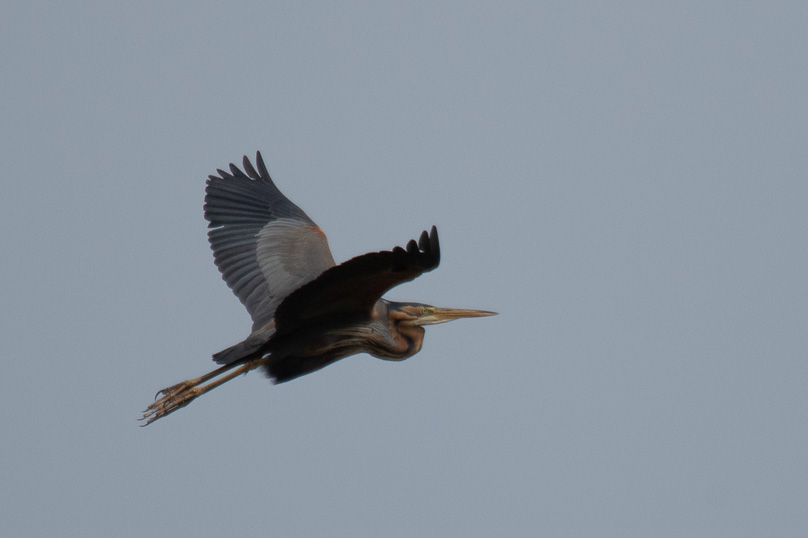 Arrigny, Vakantie, purperreiger, purple heron - 02 mei 2025
