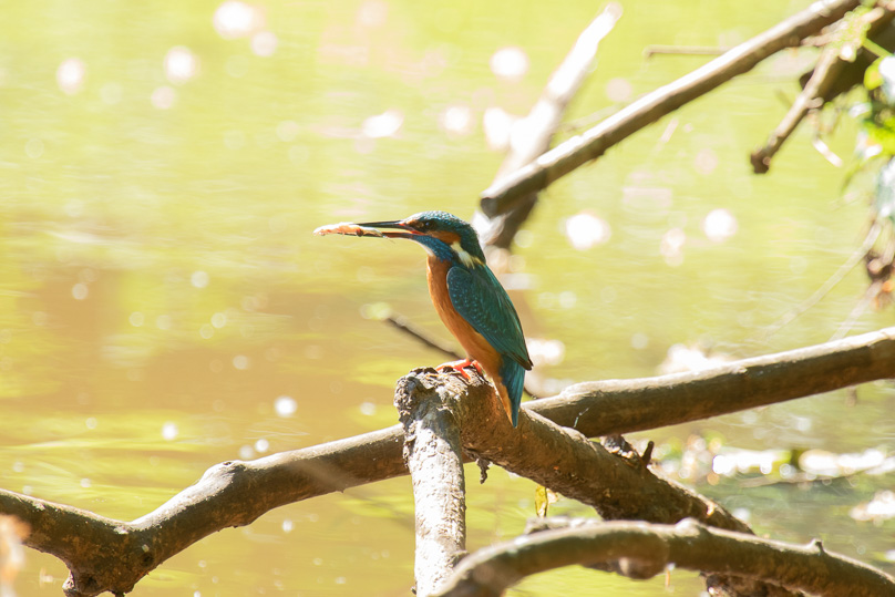 Geldrop, ijsvogel, vogels - 12 mei 2025