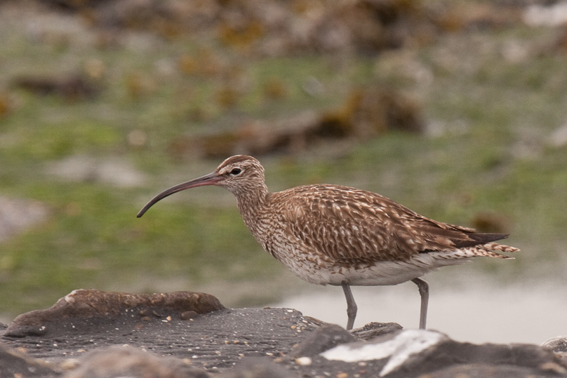 Zeeland, regenwulp, vogels - 08 september 2011