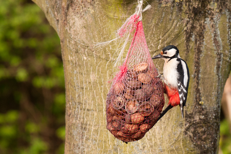 grote bonte specht, tuin, vogels - 15 april 2012