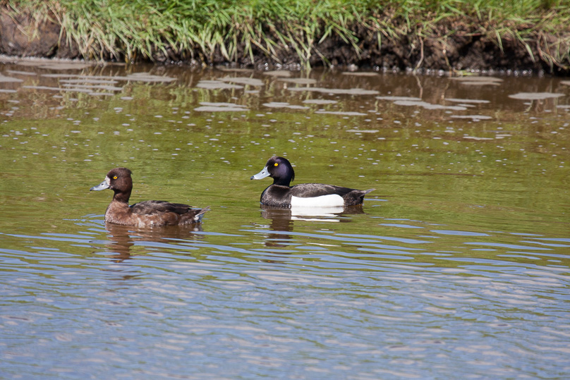 Zeeland, kuifeend, vogels - 13 mei 2012