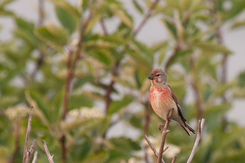 Zeeland, kneu, vogels - 22 mei 2012