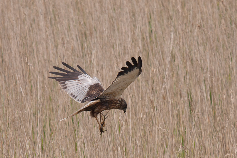 Zeeland, bruine kiekendief, vogels - 24 mei 2012