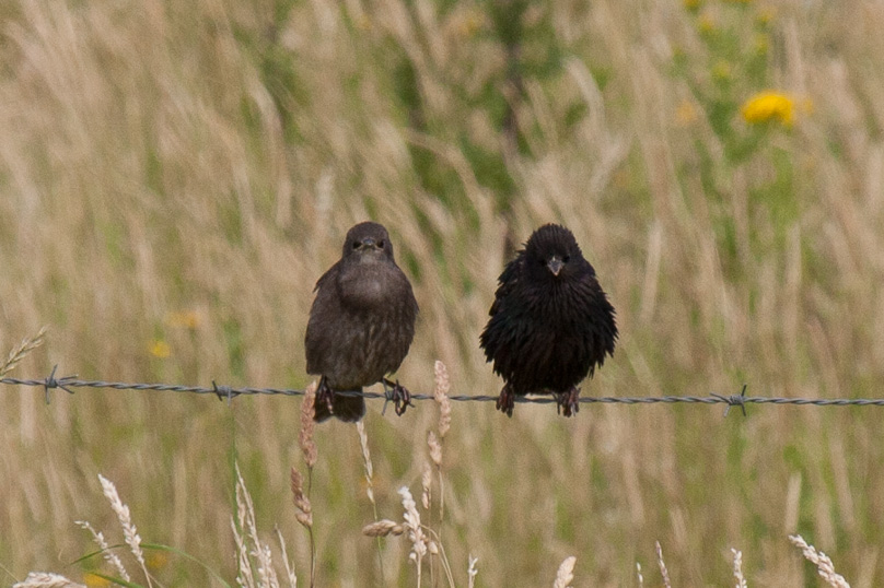 Zeeland, spreeuw, vogels - 07 juli 2012