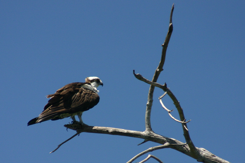Isla Margarita, Vakantie, visarend, vogels - 12 februari 2007
