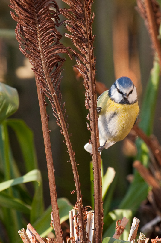 pimpelmees, tuin, vogels - 26 december 2008