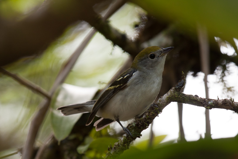 Costa Rica, chestnut-sided warbler, vogels - 28 februari 2014