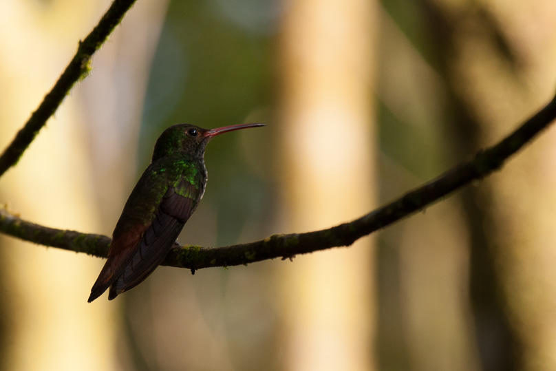 Costa Rica, bronze-tailed plumeleteer - 01 maart 2014