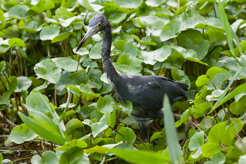 Costa Rica, little blue heron - 01 maart 2014