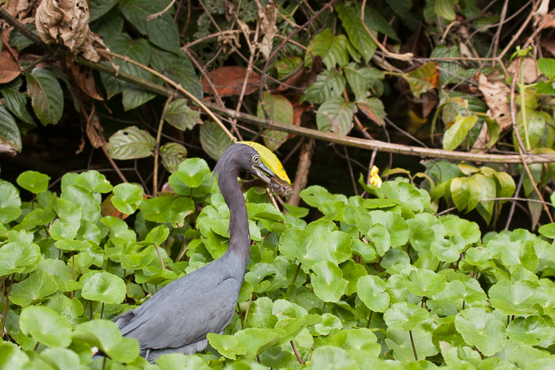 Costa Rica, little blue heron - 01 maart 2014