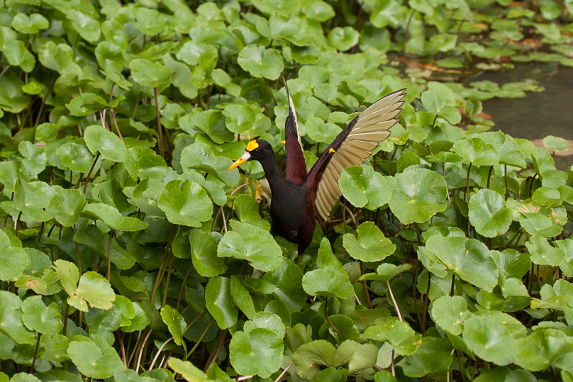 Costa Rica, northern jacana - 01 maart 2014