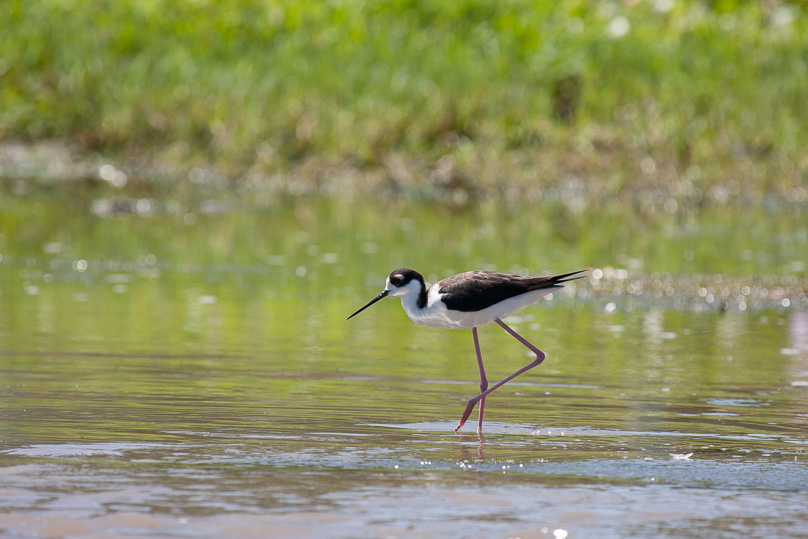 Costa Rica, black-necked stilt, vogels - 02 maart 2014