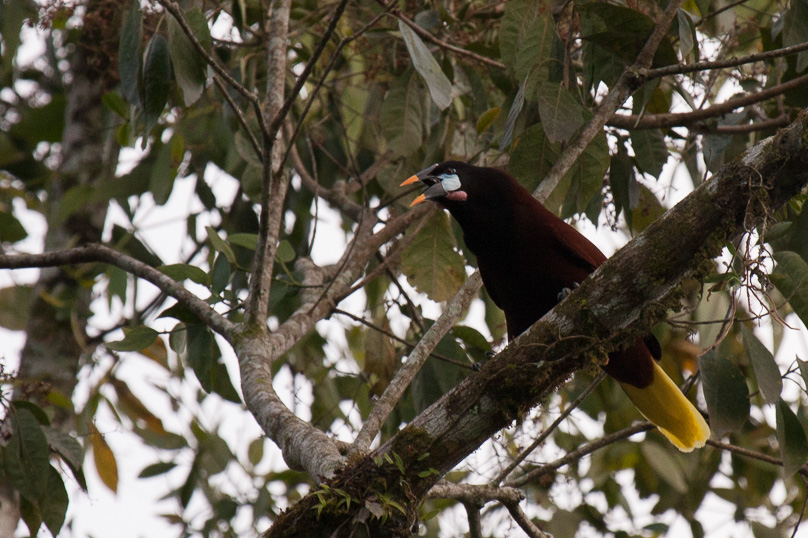Costa Rica, montezuma oropendola - 03 maart 2014