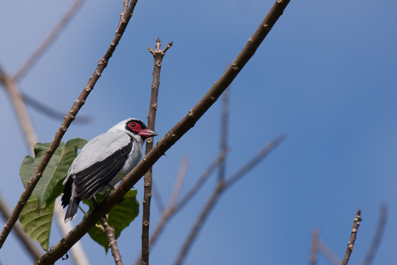 Costa Rica, masked tityra - 03 maart 2014