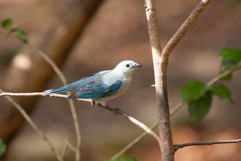 Costa Rica, blue-gray tanager - 03 maart 2014