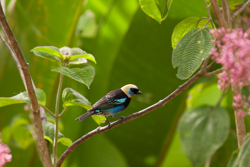 Costa Rica, golden-hooded tanager - 03 maart 2014