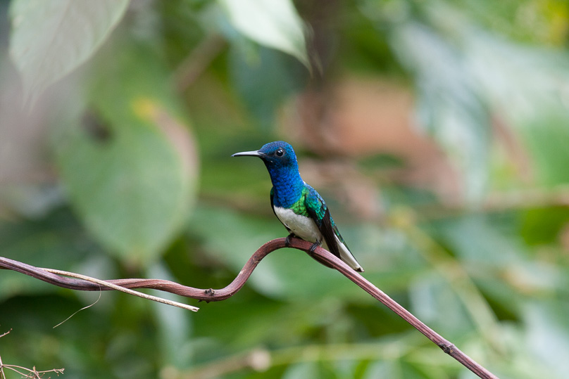 Costa Rica, white-necked jacobin - 04 maart 2014