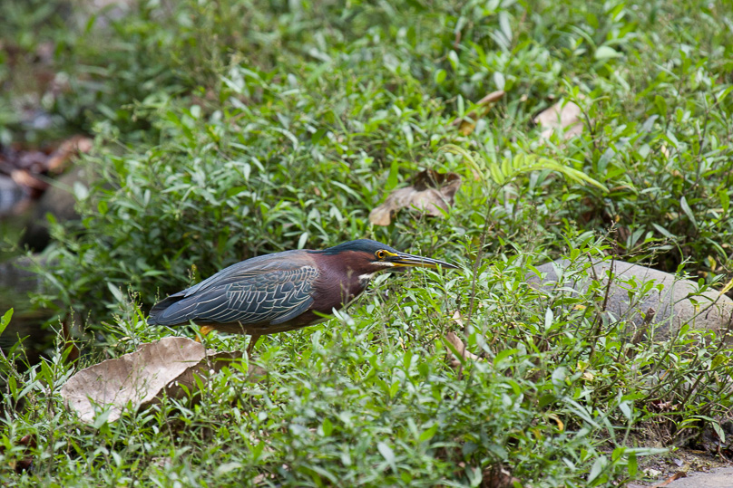 Costa Rica, green heron - 04 maart 2014