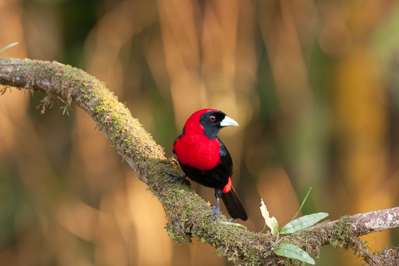Costa Rica, crimson-collared tanager - 04 maart 2014