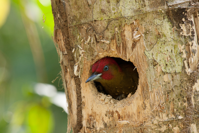 Costa Rica, rufous-winged woodpecker - 04 maart 2014