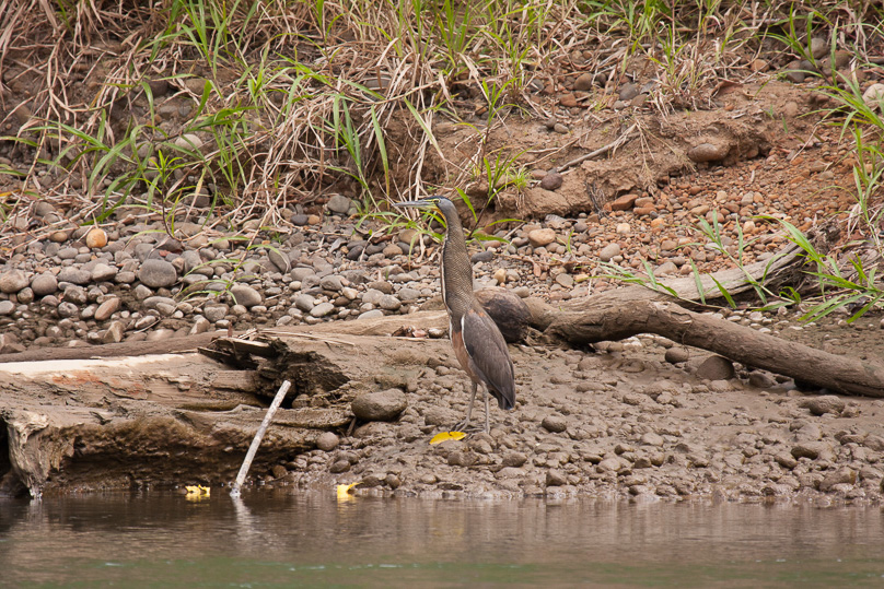 Costa Rica, bare-throated tiger-heron - 05 maart 2014