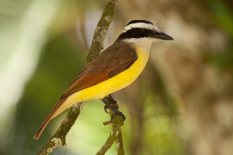 Costa Rica, great kiskadee - 05 maart 2014