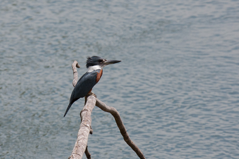 Costa Rica, ringed kingfisher - 05 maart 2014