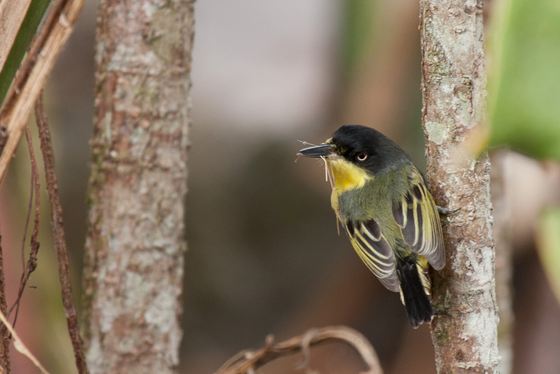 Costa Rica, common tody-flycatcher - 06 maart 2014