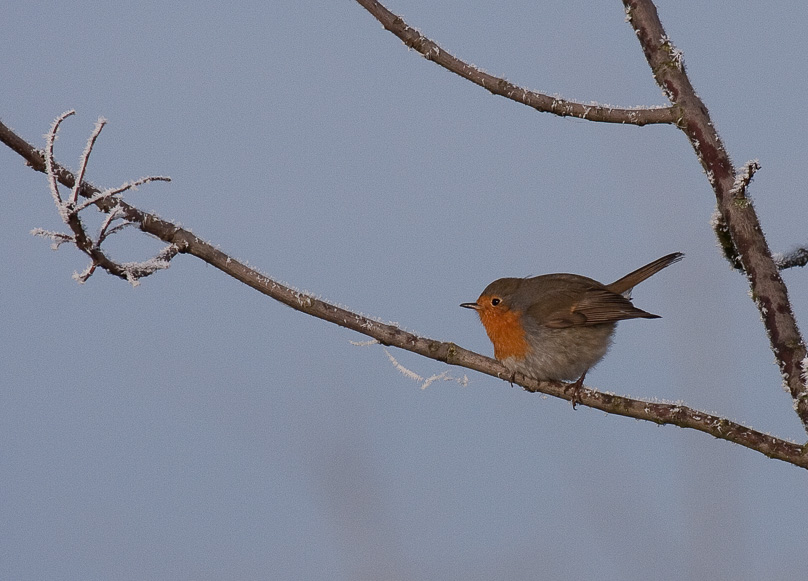 Geistingen, roodborst, vogels, winter - 03 januari 2009