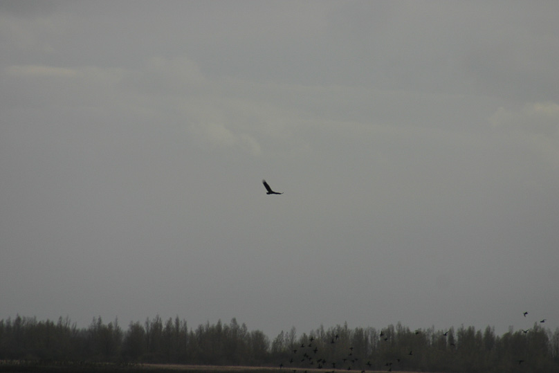 Lauwersmeer, Vakantie, vogels, zeearend - 10 november 2007