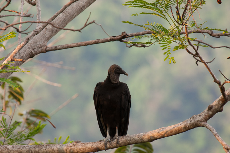 Costa Rica, black vulture - 08 maart 2014