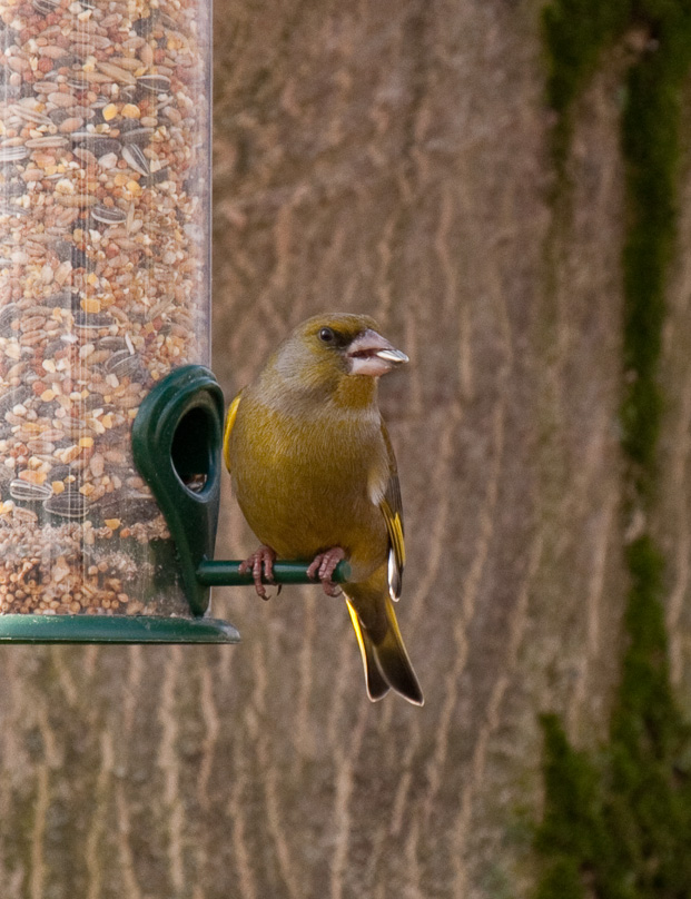 groenling, tuin, vogels - 08 februari 2009