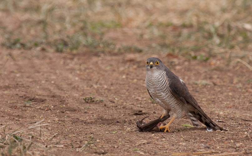 Zuid-Afrika, little sparrowhawk - 18 maart 2015