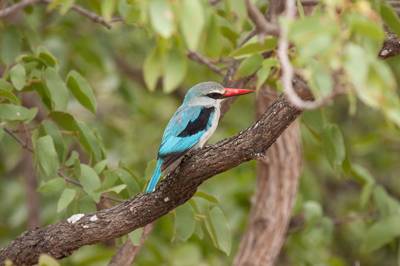 Zuid-Afrika, woodland kingfisher - 18 maart 2015