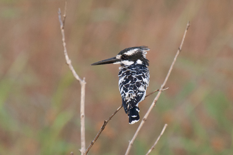 Zuid-Afrika, pied kingfisher - 25 maart 2015