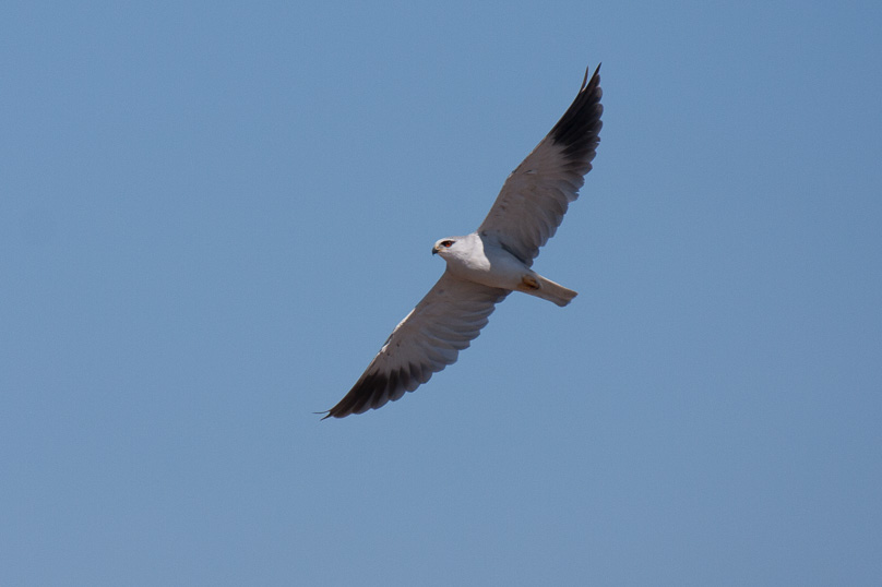 Zuid-Afrika, blackshouldered kite - 31 maart 2015